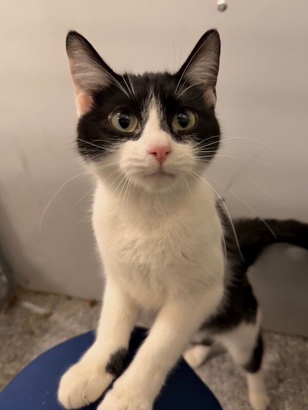 Picture of the Animal Listed