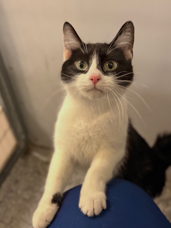 Picture of the Animal Listed