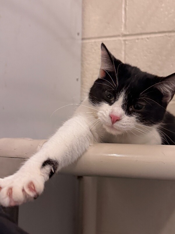 Picture of the Animal Listed