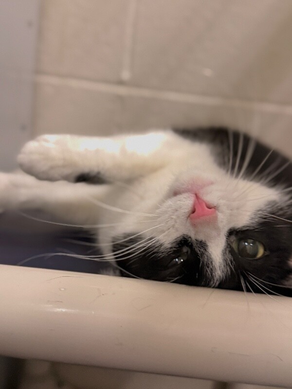 Picture of the Animal Listed