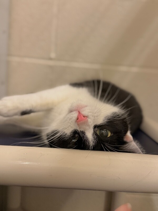 Picture of the Animal Listed