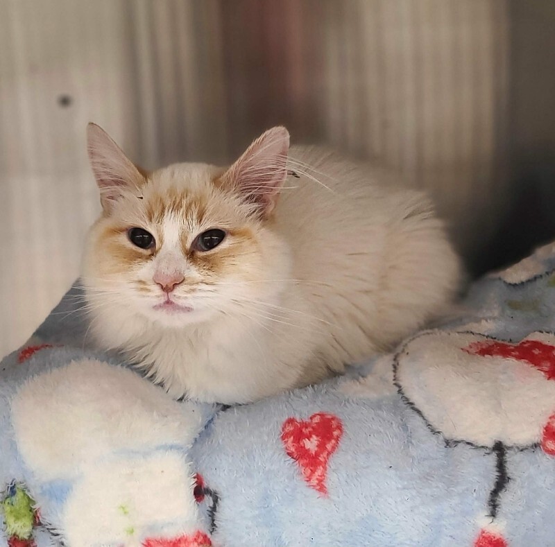 Picture of the Animal Listed