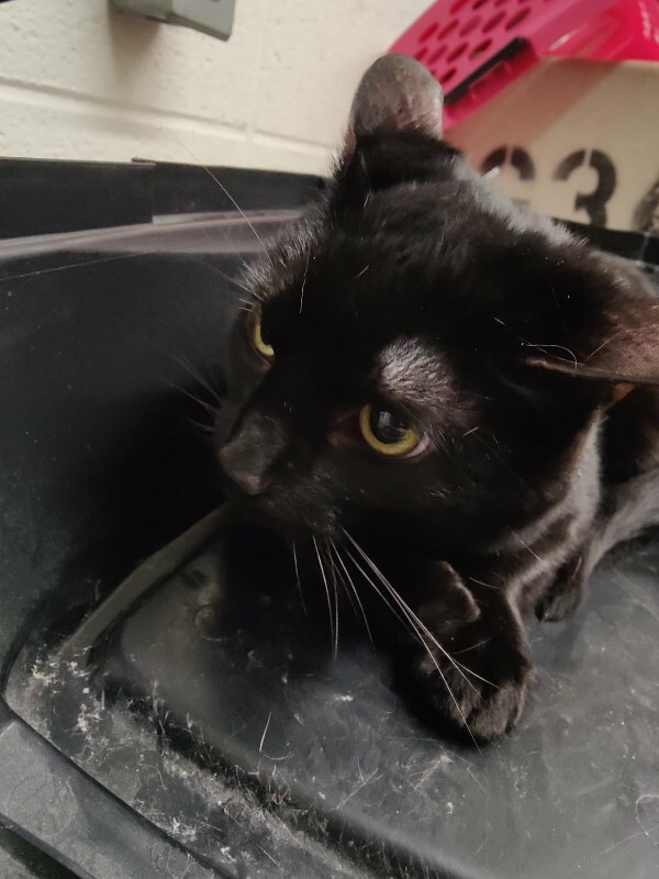 Picture of the Animal Listed