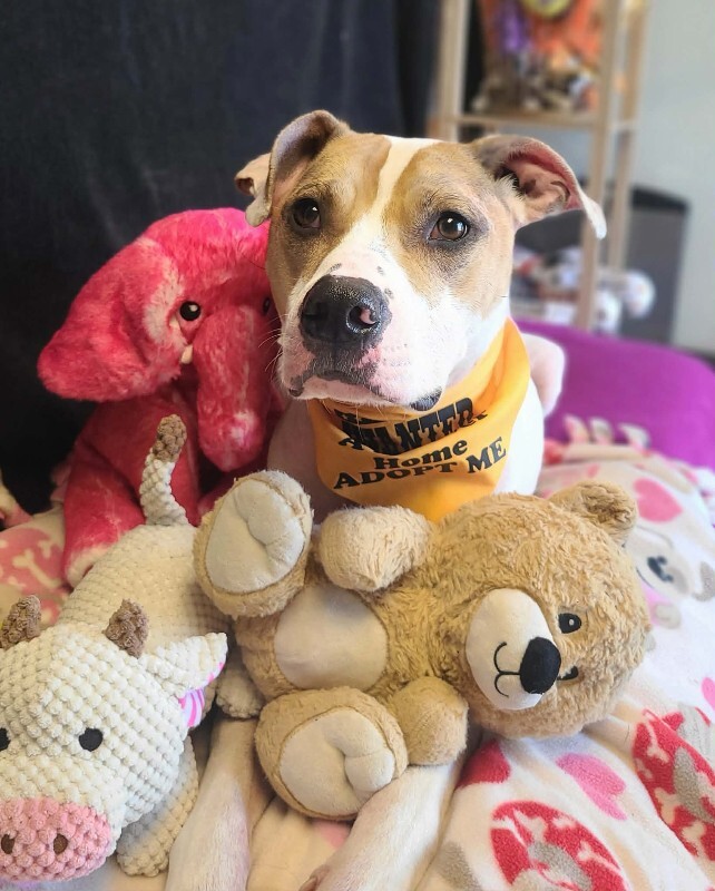 Picture of the Animal Listed