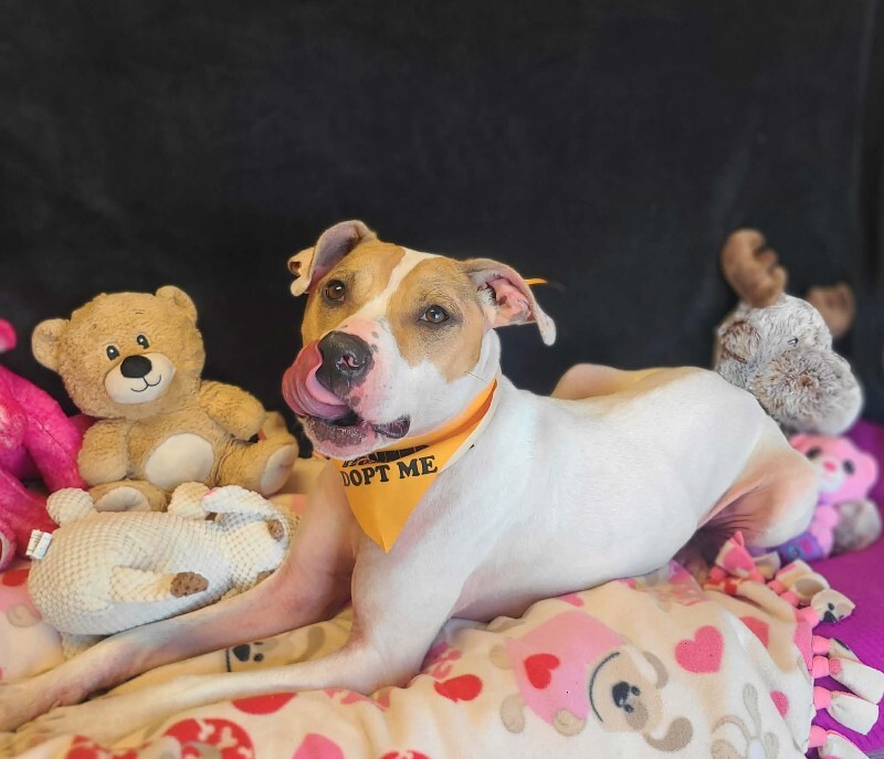 Picture of the Animal Listed