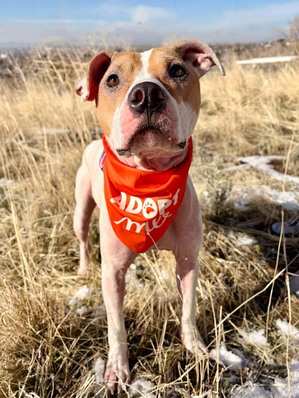 Picture of the Animal Listed