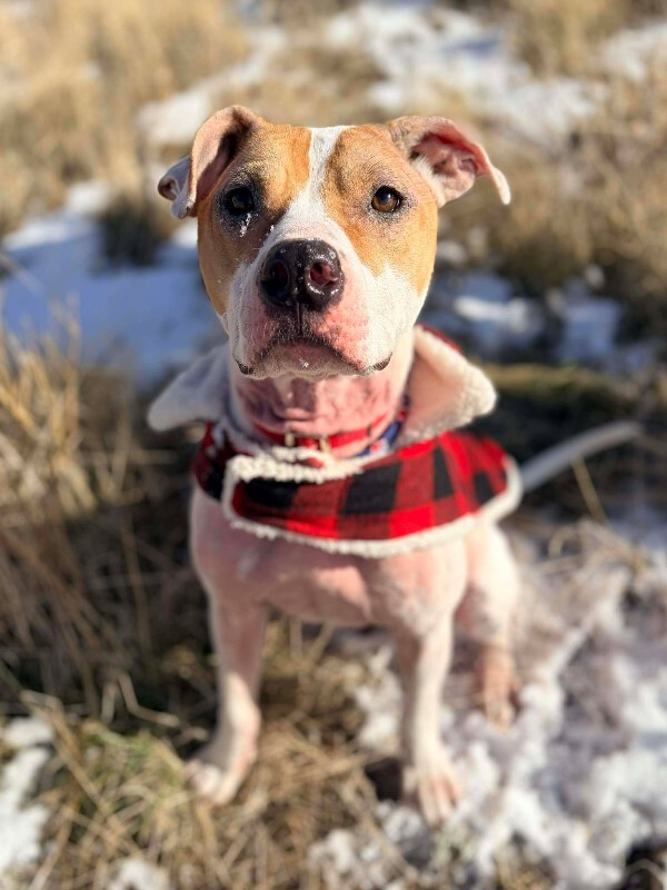 Picture of the Animal Listed