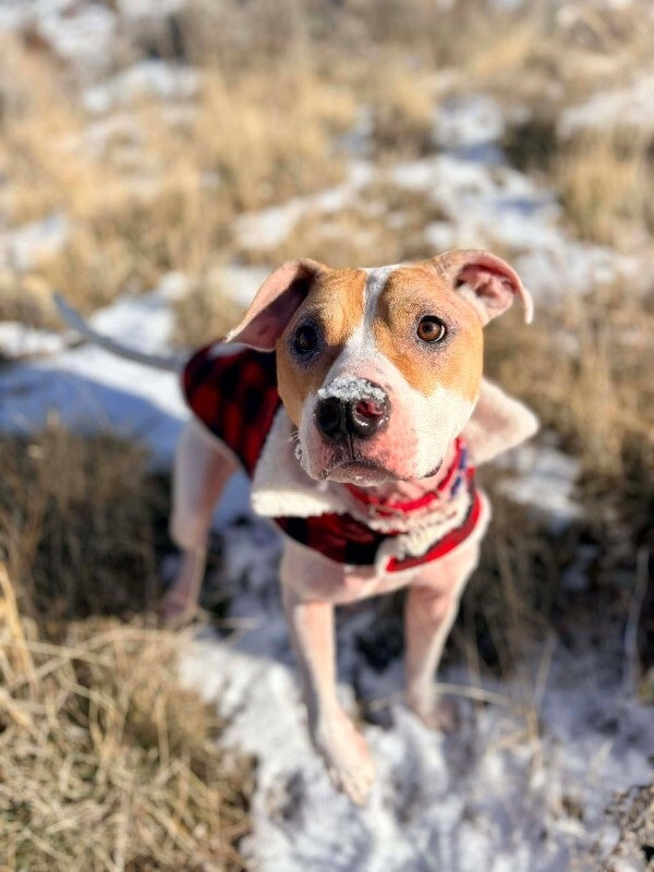 Picture of the Animal Listed