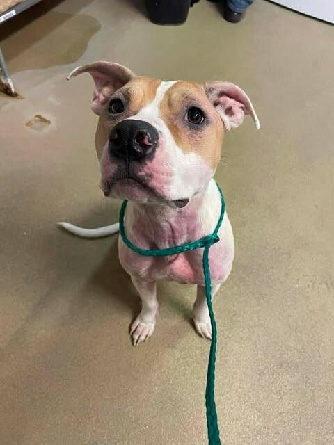 Picture of the Animal Listed