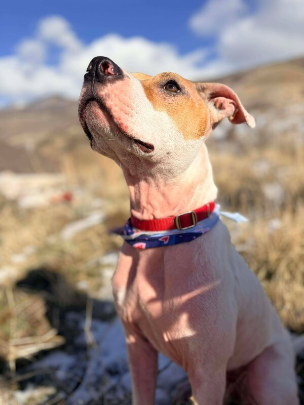 Picture of the Animal Listed