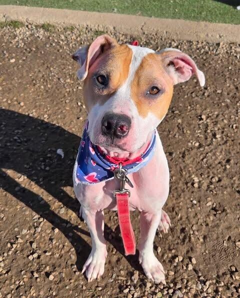 Picture of the Animal Listed