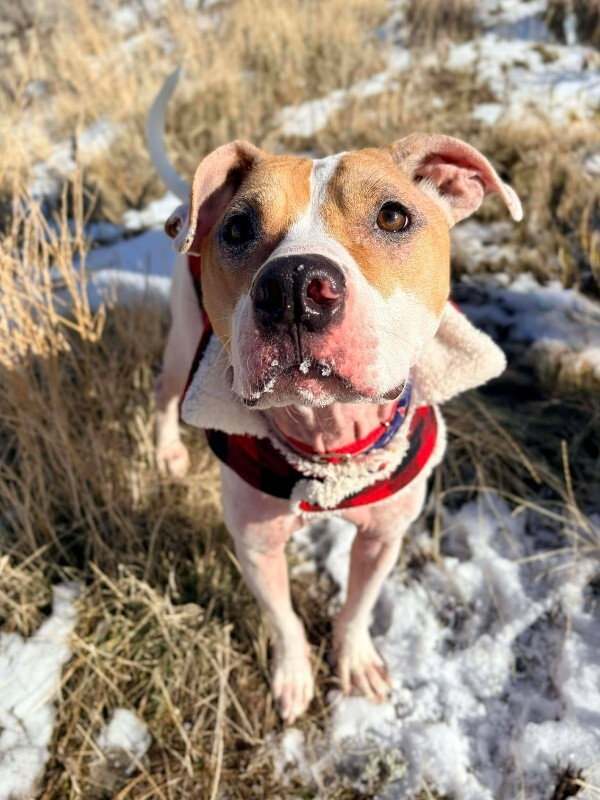 Picture of the Animal Listed