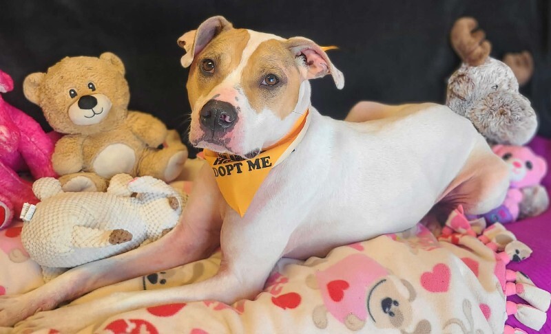 Picture of the Animal Listed