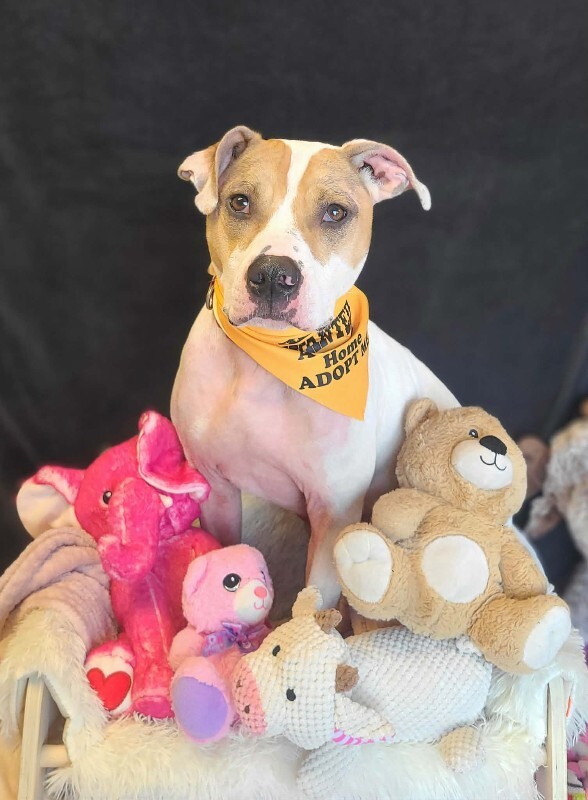 Picture of the Animal Listed