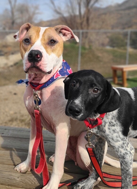 Picture of the Animal Listed