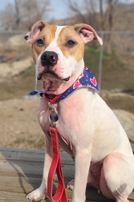 Picture of the Animal Listed