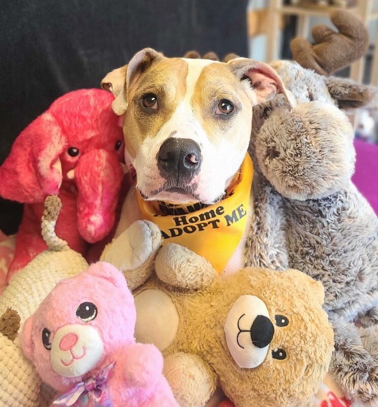 Picture of the Animal Listed