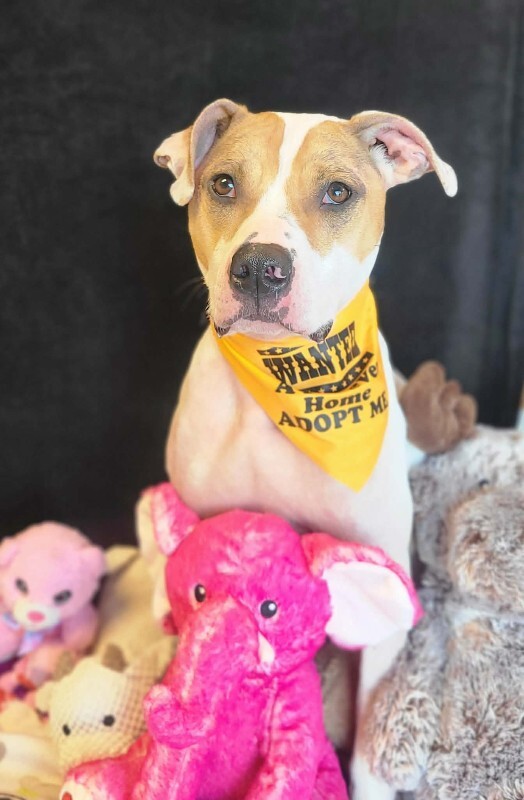 Picture of the Animal Listed