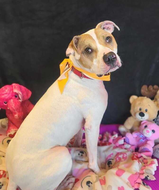 Picture of the Animal Listed