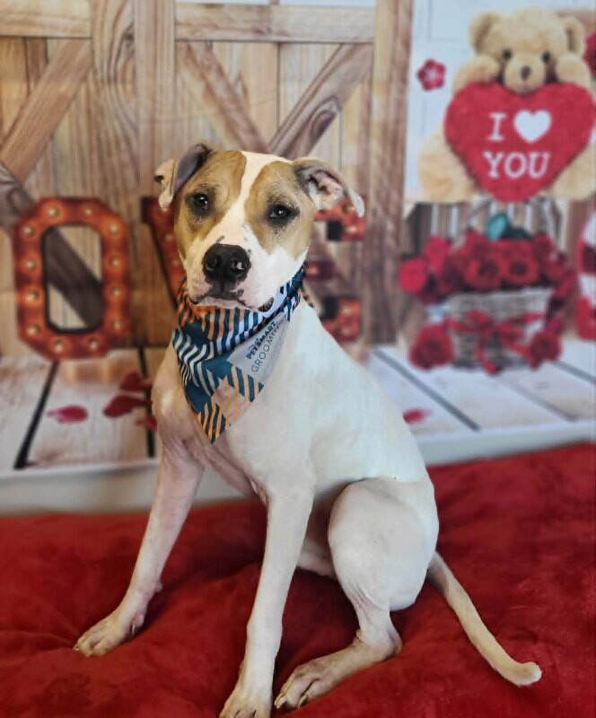 Picture of the Animal Listed