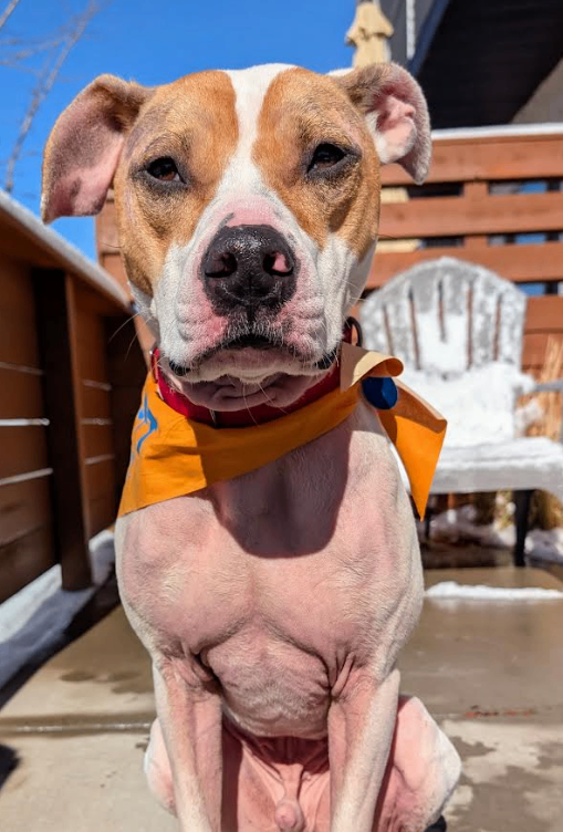 Picture of the Animal Listed