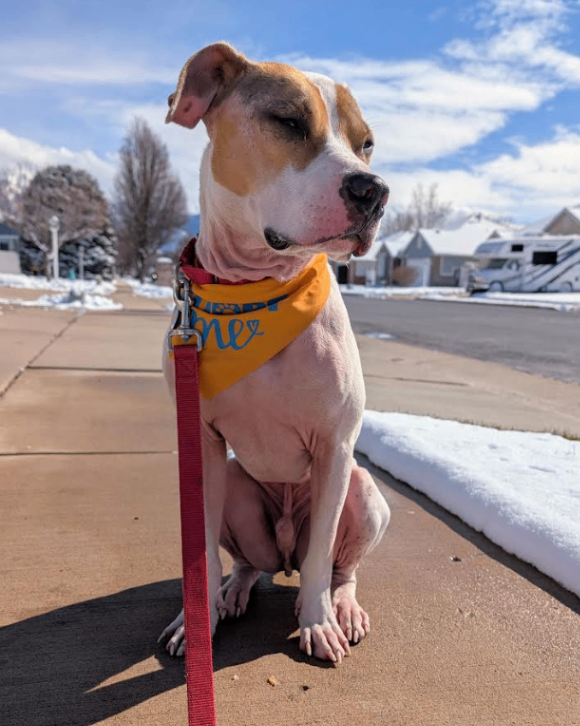 Picture of the Animal Listed