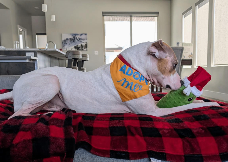 Picture of the Animal Listed