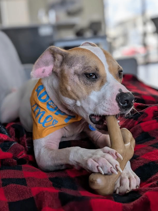 Picture of the Animal Listed