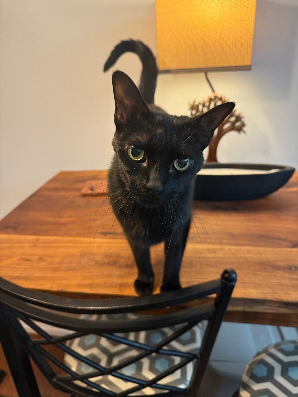 Picture of the Animal Listed