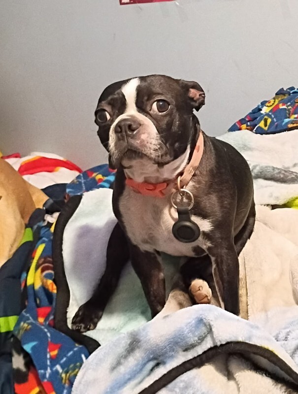 Picture of the Animal Listed