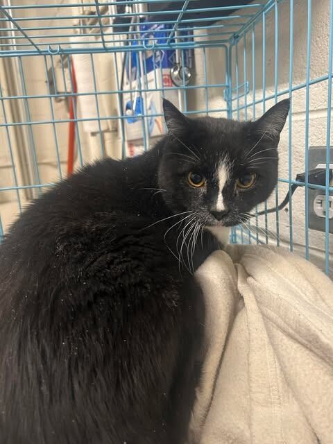 Picture of the Animal Listed