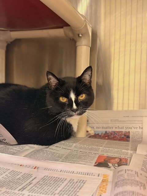 Picture of the Animal Listed