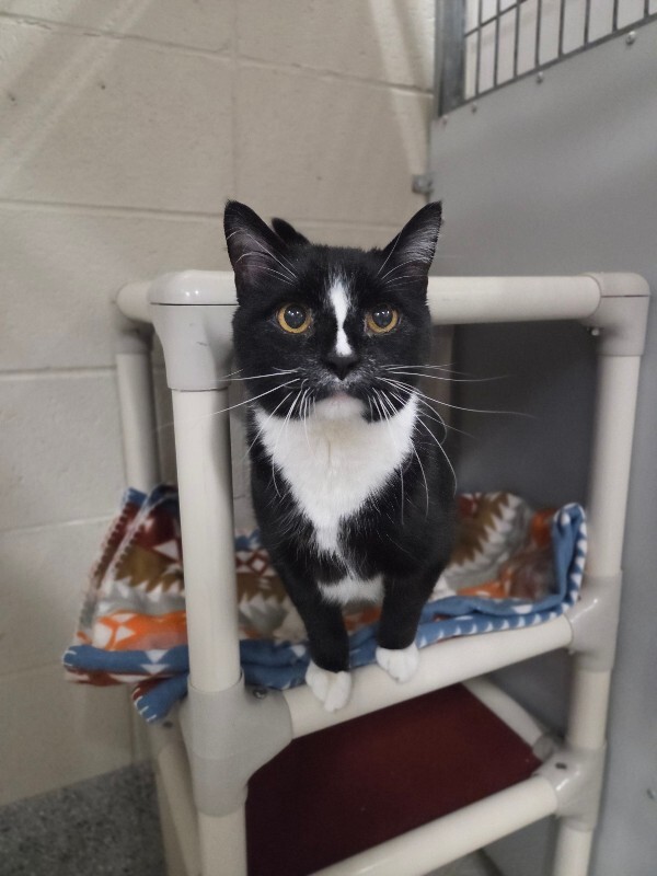 Picture of the Animal Listed