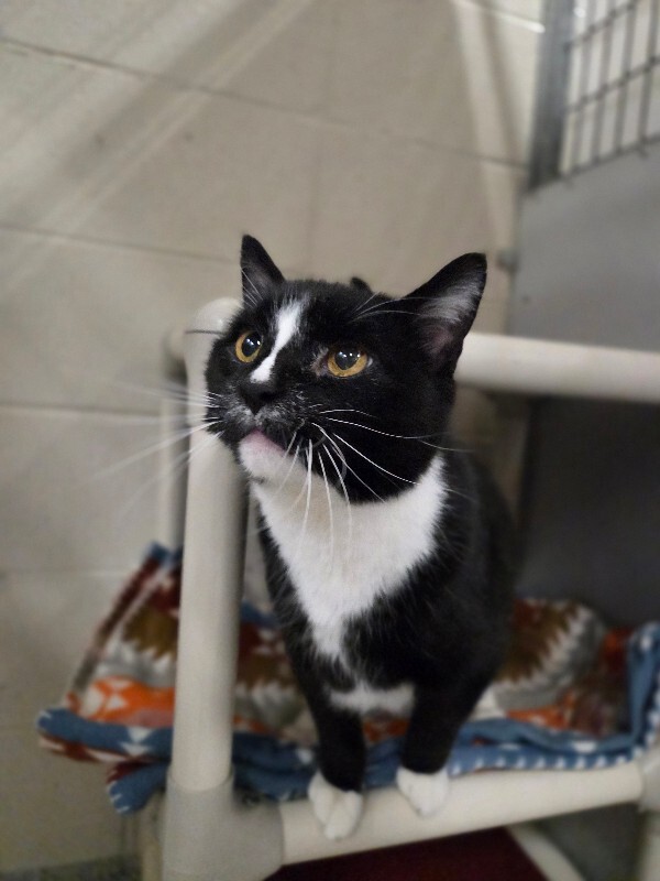 Picture of the Animal Listed