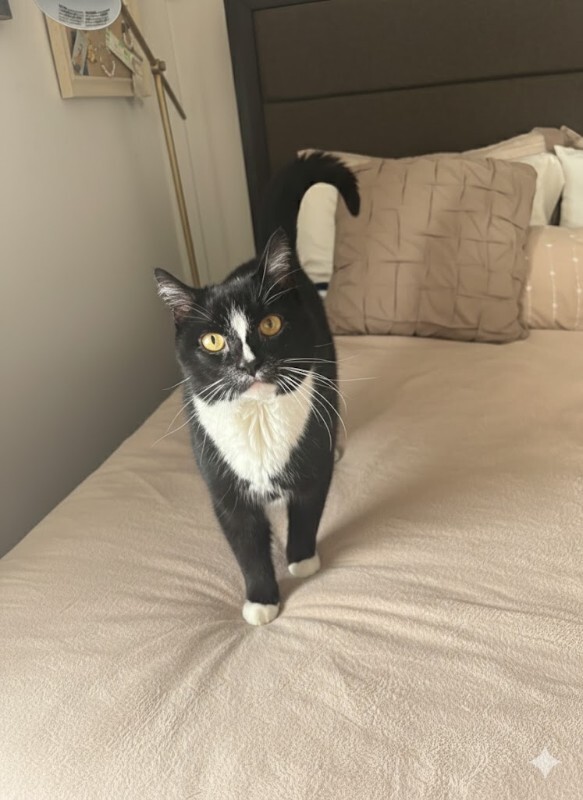 Picture of the Animal Listed