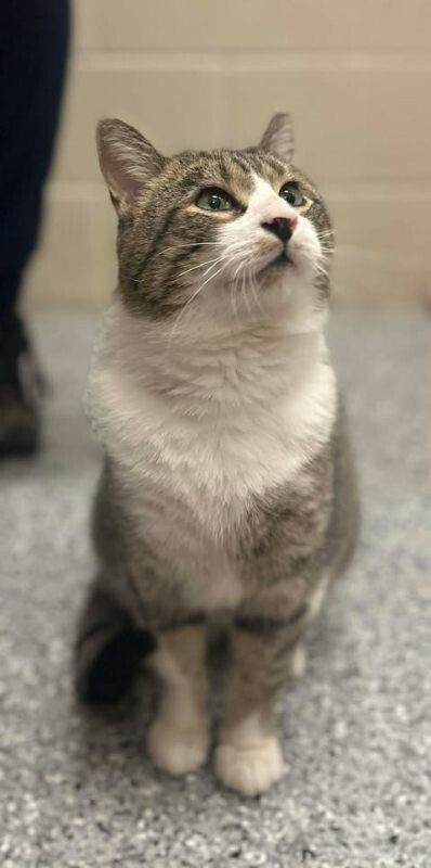 Picture of the Animal Listed