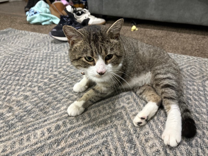 Picture of the Animal Listed