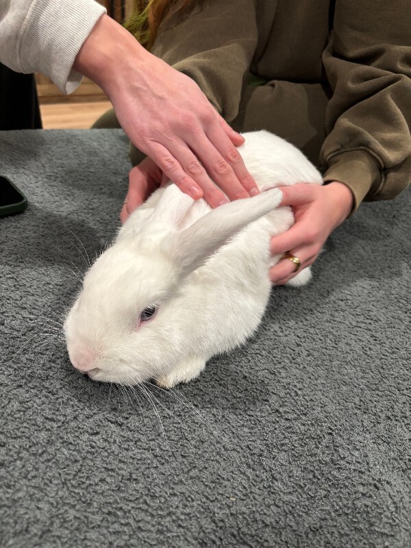 Picture of the Animal Listed