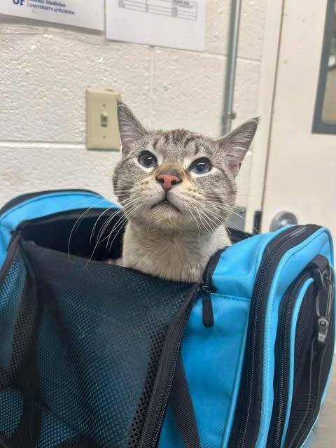 Picture of the Animal Listed