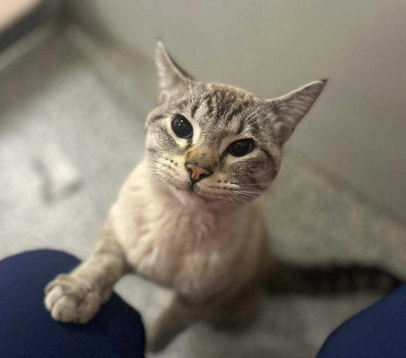 Picture of the Animal Listed