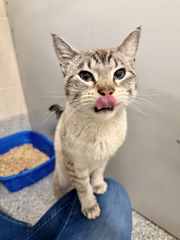 Picture of the Animal Listed