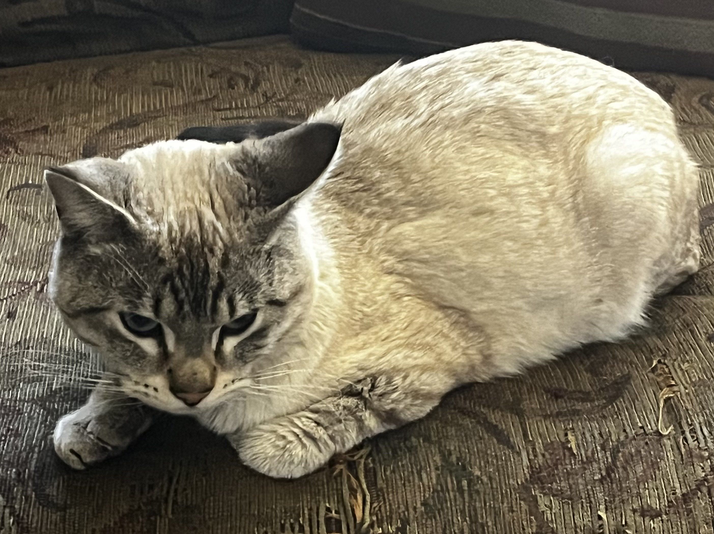 Picture of the Animal Listed