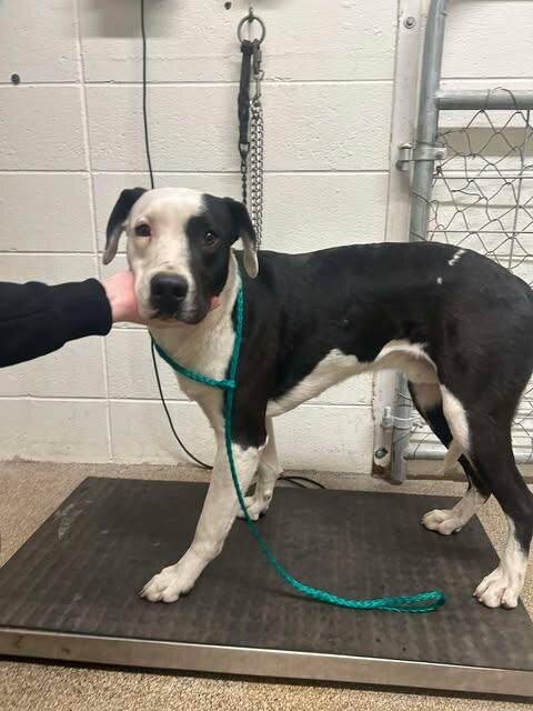 Picture of the Animal Listed