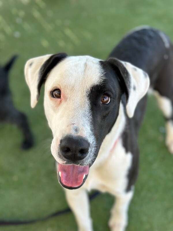 Picture of the Animal Listed