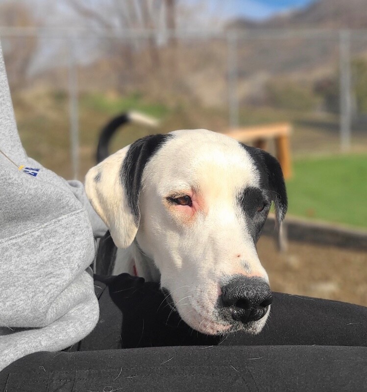 Picture of the Animal Listed