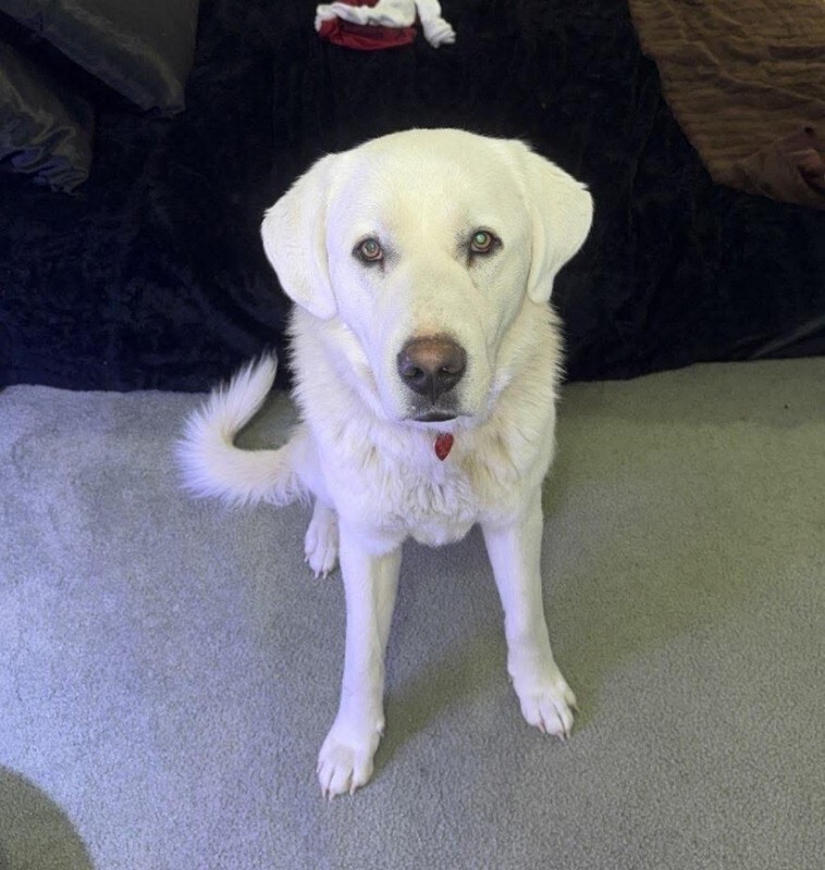 Picture of the Animal Listed