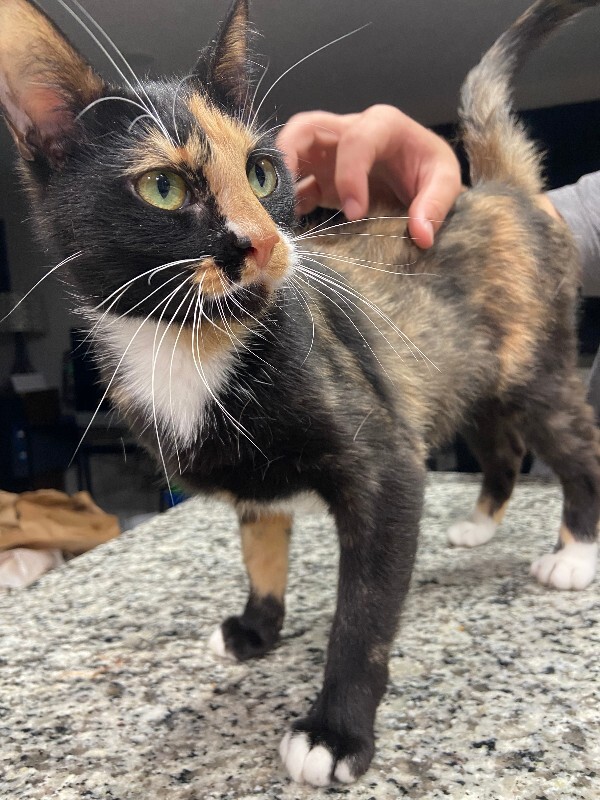 Picture of the Animal Listed