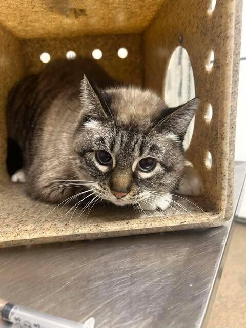 Picture of the Animal Listed