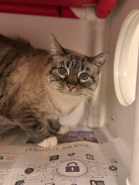 Picture of the Animal Listed