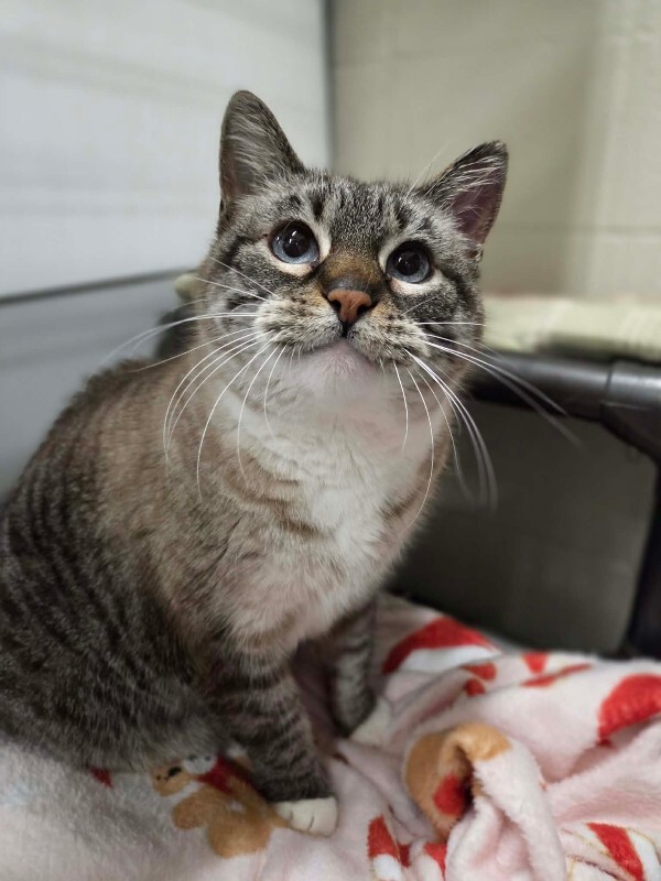 Picture of the Animal Listed